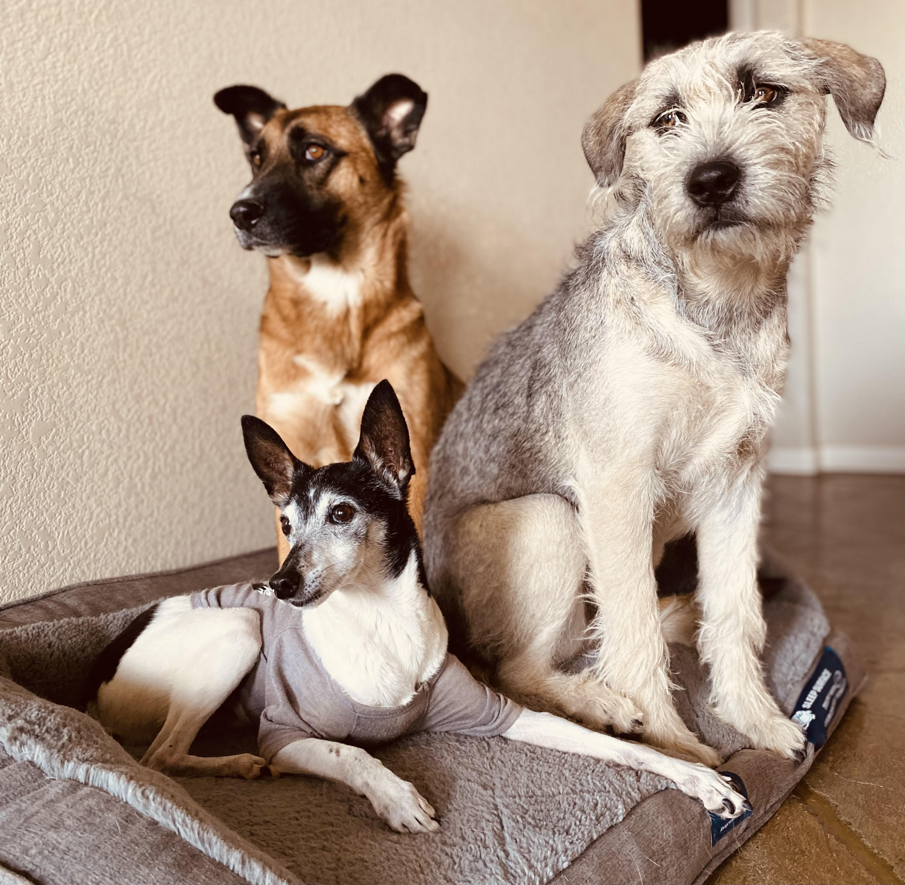 two large dogs sit behind one small dog on pet bed